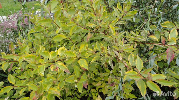 Дерен Шпета