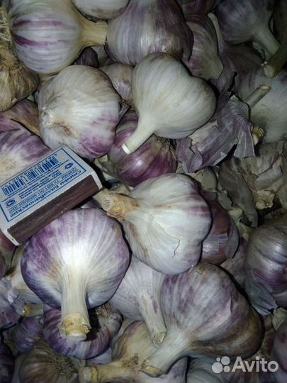 Чеснок 5тонн
