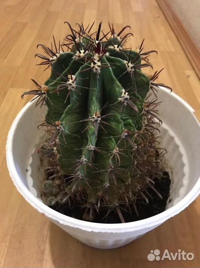 Большой кактус
