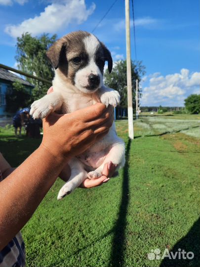 Щенок в добрые руки бесплатно