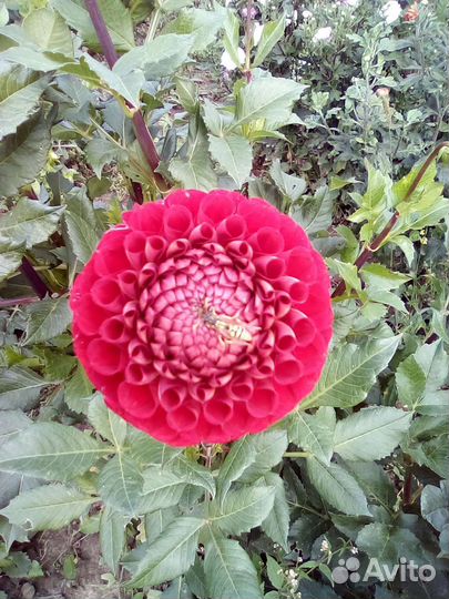 Корни георгин