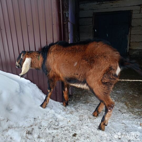 Англонубийский козел на вязку