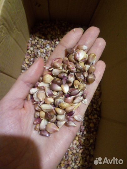 Воздушные семена озимого чеснока Любаша