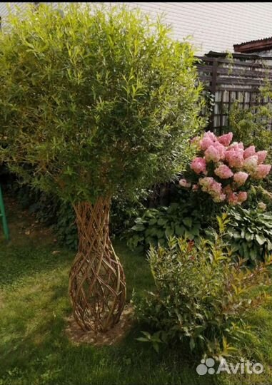 Ива плетеная