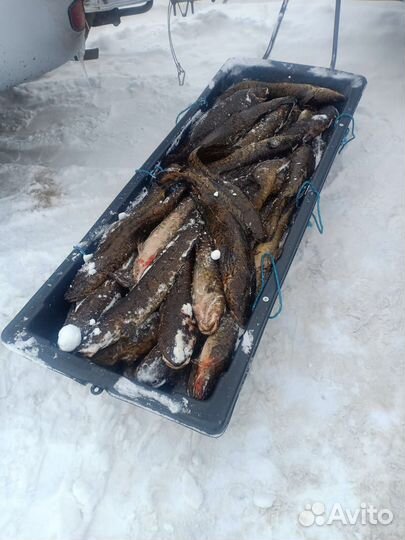 Рыба,печень