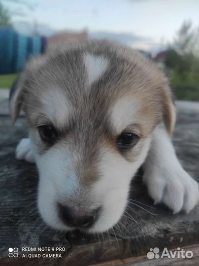 Отдадим щенков бесплатно