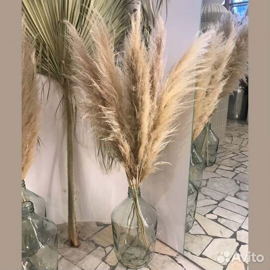 Пампасная трава Белая, Бежевая, Серая