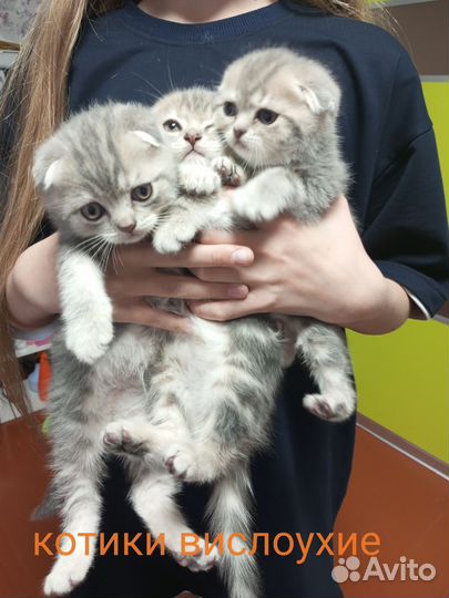 Шотландские котята