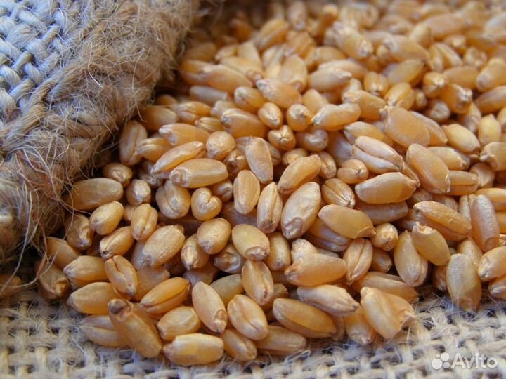 Семена озимой пшеницы