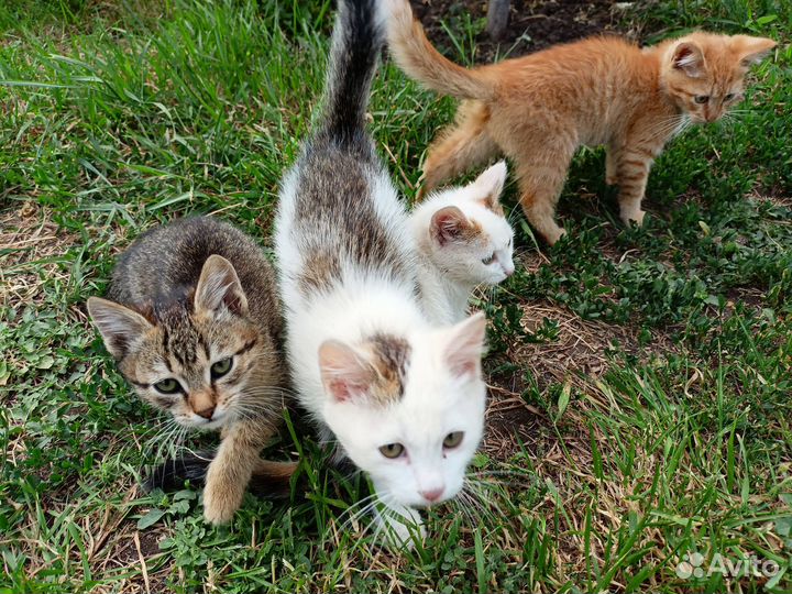 Котята в добрые руки