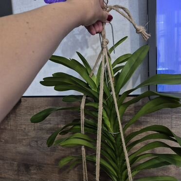 Орхидея ванда