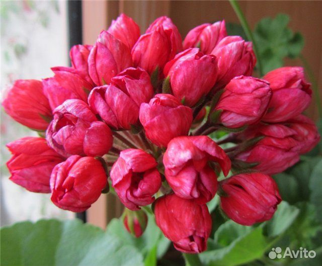 Пеларгония