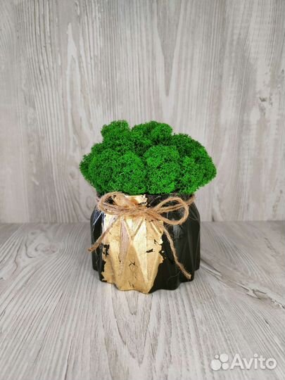 Горшочки со Мхом