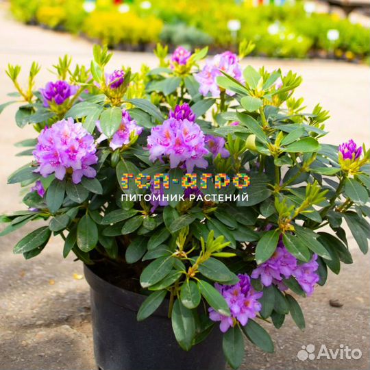 Рододендрон