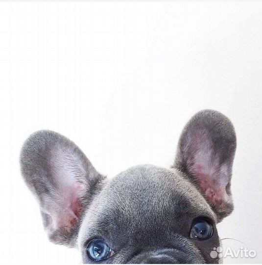 Французский бульдог мини