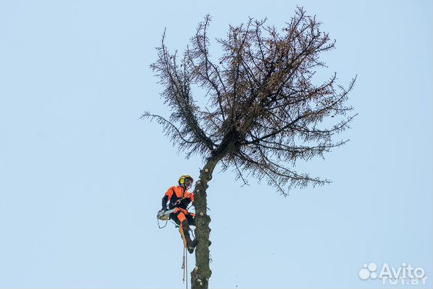 Скос травы. Спил деревьев