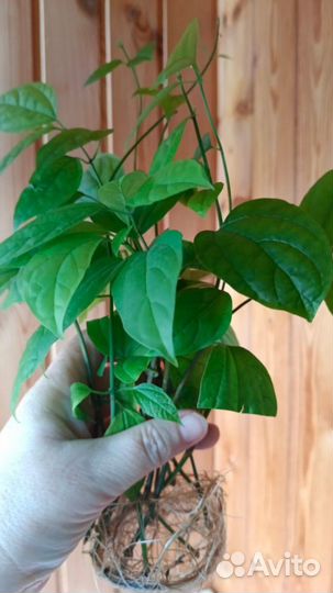 Укорененные черенки Клеродендрум Томпсона