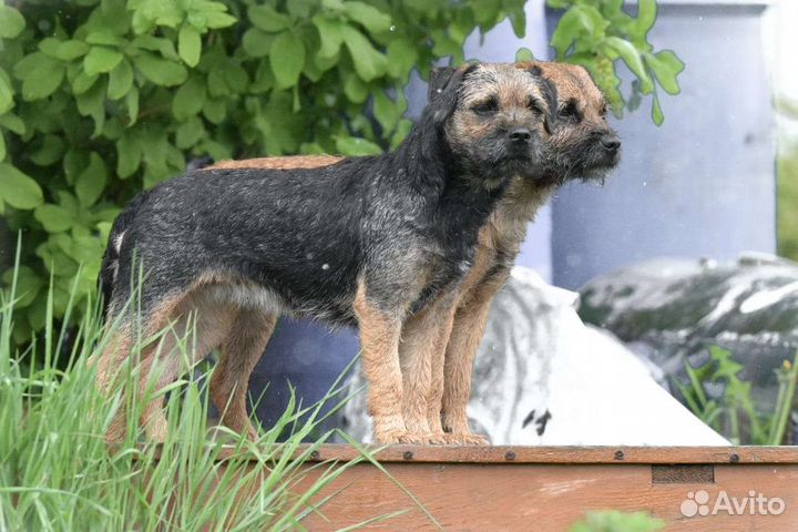 Щенки бордер терьера