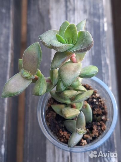 Крассулы различные