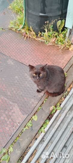 Отдам кота в добрые руки