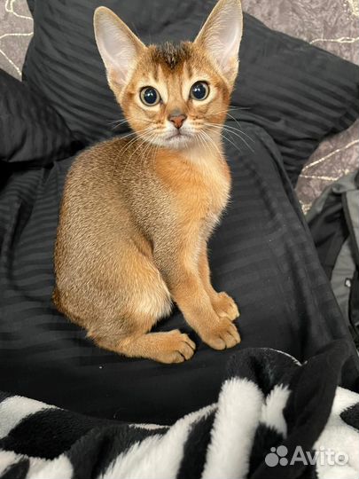 Котёнок абиссинец девочка ждёт своих хозяев