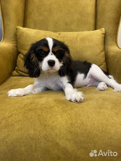Щенки кавалер кинг чарльз спаниель