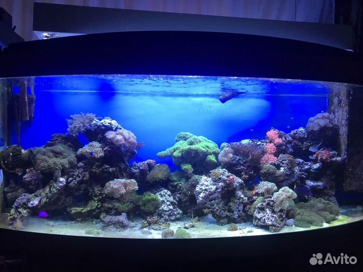 Морской аквариум