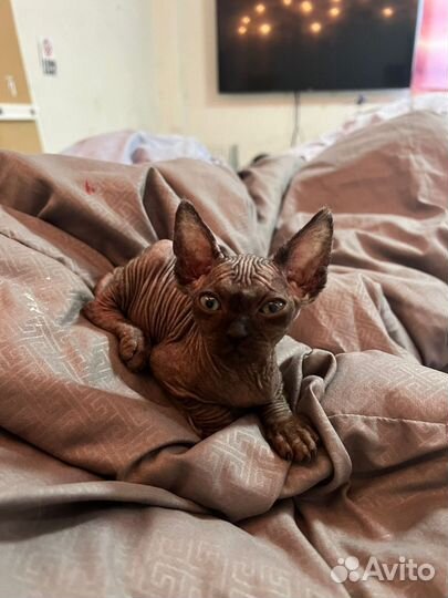 Канадский сфинкс