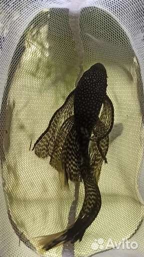 Анциструс вуалевый (присоска)