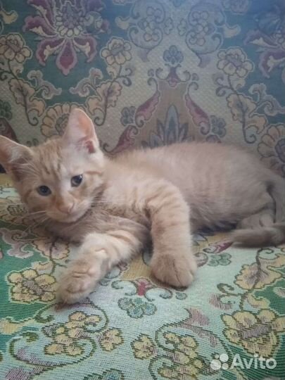 Котята в дар