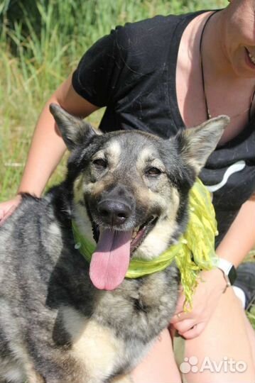 Ариэль, собака из приюта Некрасовка