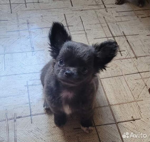 Д/ш мини малыш чихуахуа