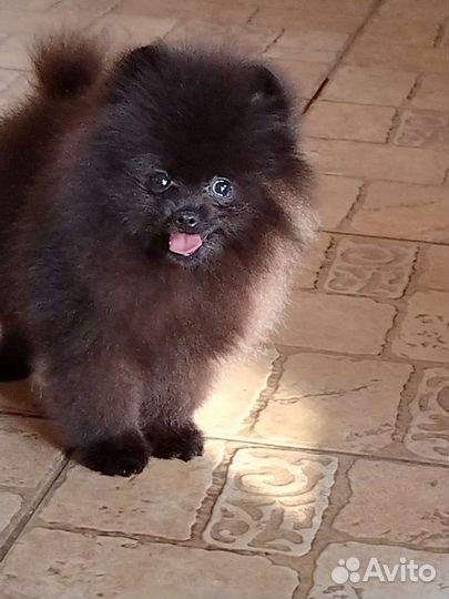 Померанский шпиц мини