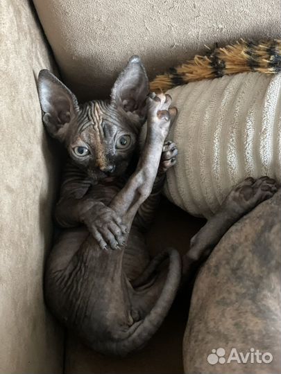 Канадский сфинкс