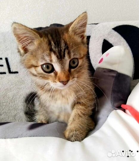 Кошечка 1,5 месяца