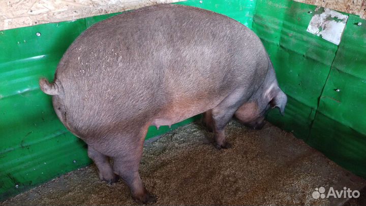 Поросята дюрок
