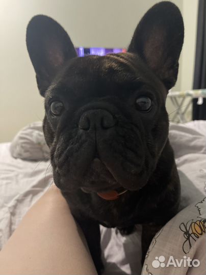 Французский бульдог (вязка)