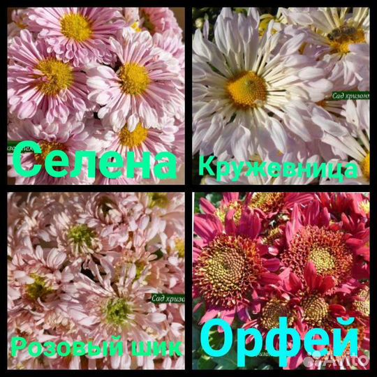 Хризантема садовая
