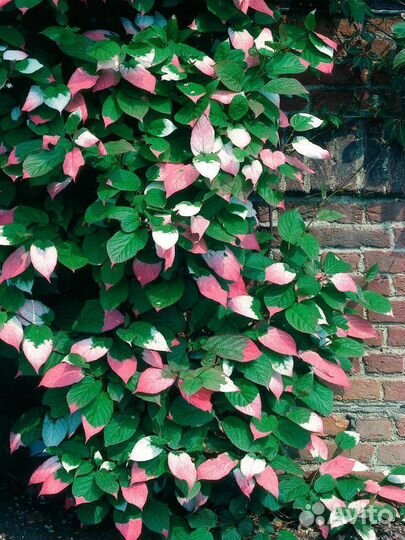 Семена актинидии коломикта