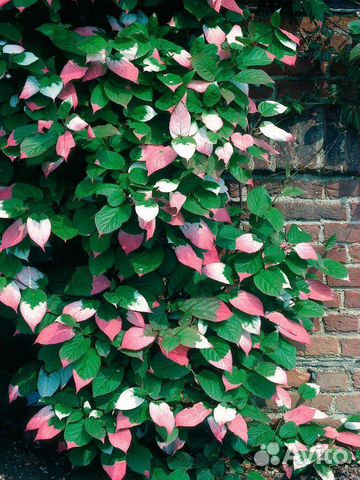 Семена актинидии коломикта