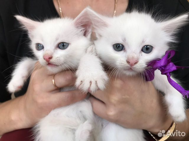 Котята с голубыми глазами объявление продам