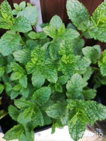 Мята. 130 коллекционных сортов