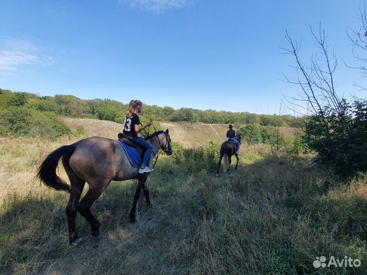 Конные прогулки, занятия верховой ездой, аренда