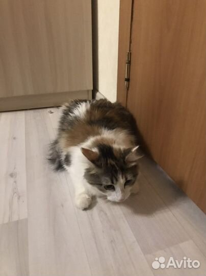 Счастливая кошка 3х цветка