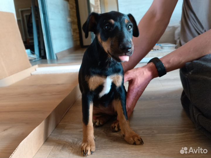 Щенки ягдтерьера