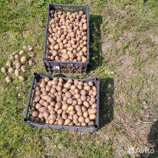 Картофель мелкий для животных