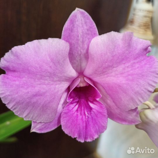Орхидея