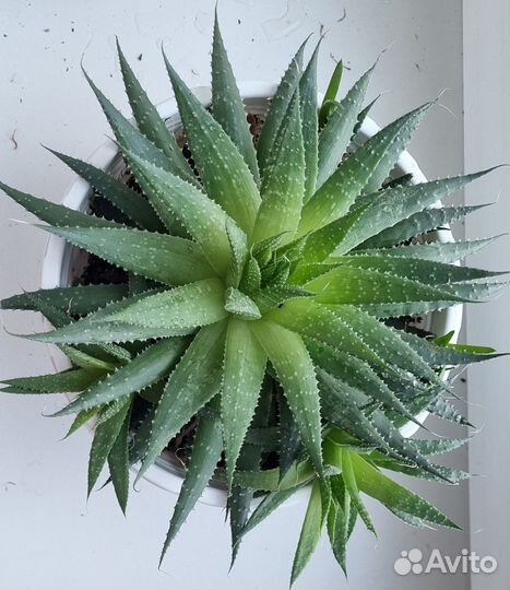 Алоэ остистое