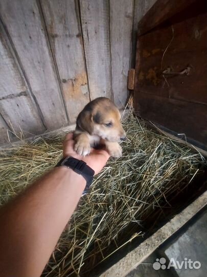 Собаки бесплатно