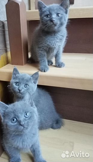 Котята в добрые руки мальчики